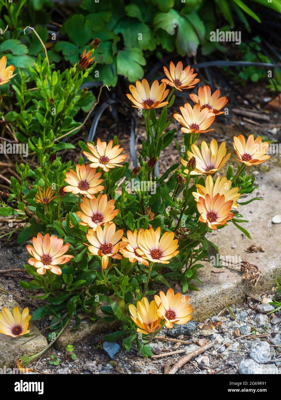 Streumatte der halbharten afrikanischen Gänseblümchen, Osteospermum ecklonis 'Tradewinds Cinnamon' Stockfoto