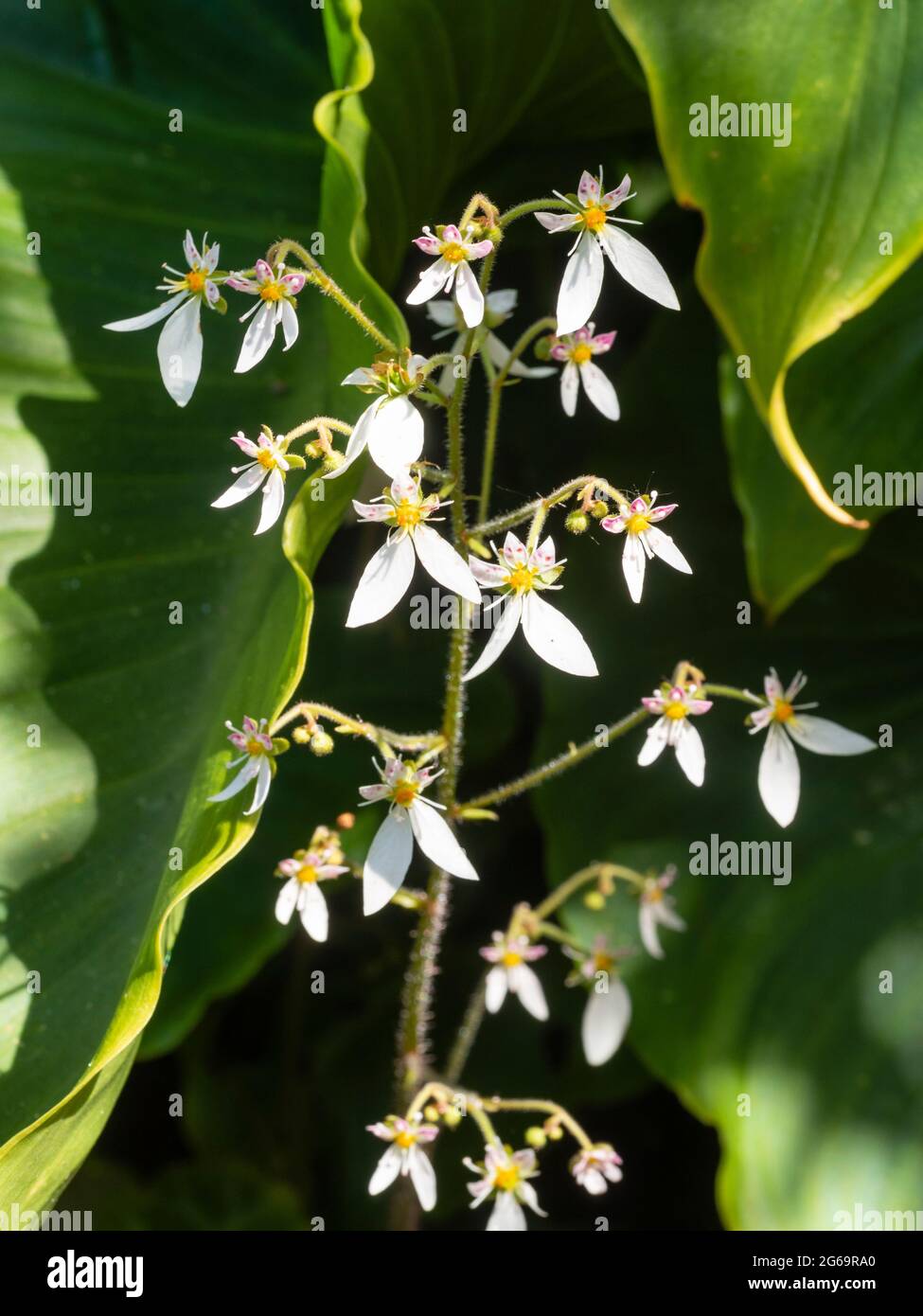 Die Rispen der weißen Blüten des halbharten, kriechenden Saxifraga stolonifera im Frühsommer Stockfoto