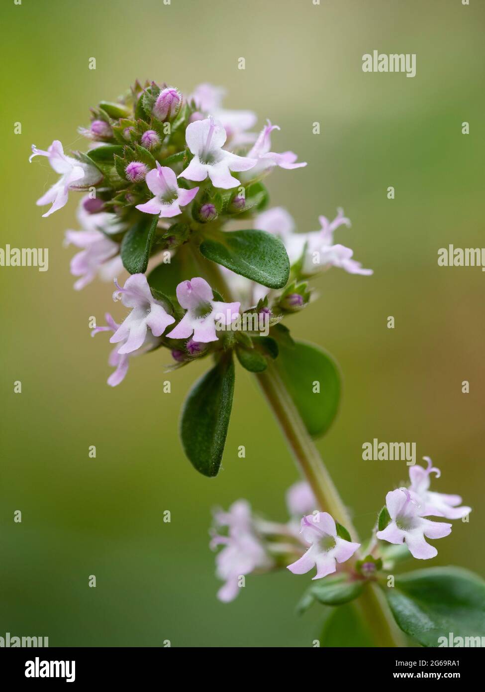 Blütenspitzen des Hybriden, sommerblühender Hybrid-Kochkrauts, Zitronenthymian, Thymus x Citriodorus Stockfoto