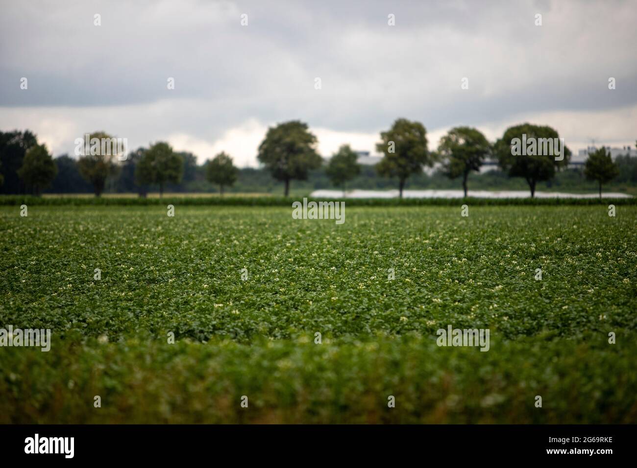 Blühende Patato-Pflanzen auf einem Feld, Bäume im Hintergrund Stockfoto