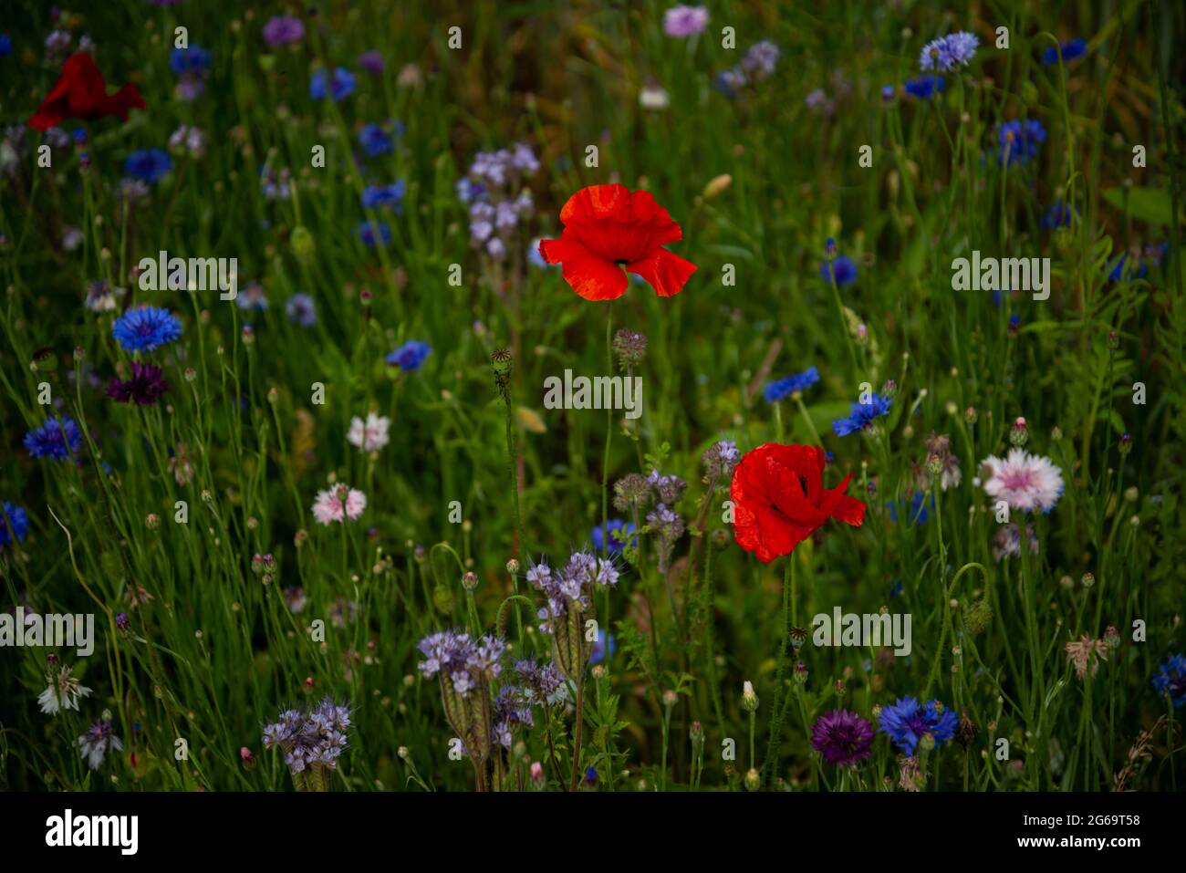 Lebendiges Mohn-Feld. Schöne rote Mohnblüten auf grünen flauschigen Stängeln wachsen auf dem Feld. Nahaufnahme von Mohnblumen Stockfoto