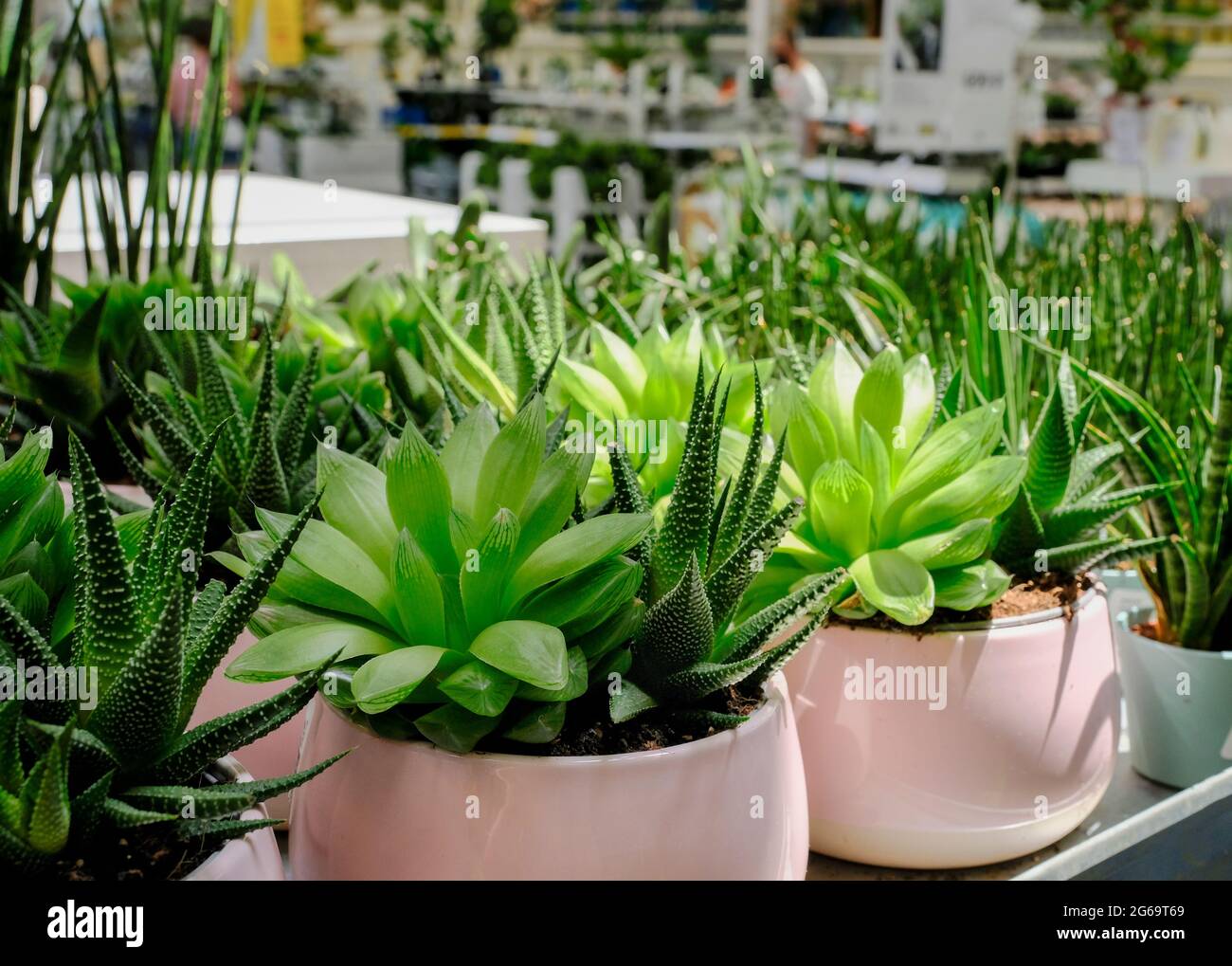 Viele verschiedene Kakteen in Blumentöpfen mischen Verkauf in Blumen speichern. Gartencenter mit viel eingetopften kleinen Kaktuspflanzen Verkauf auf Blumenmarkt. Verschiedene Nachf Stockfoto