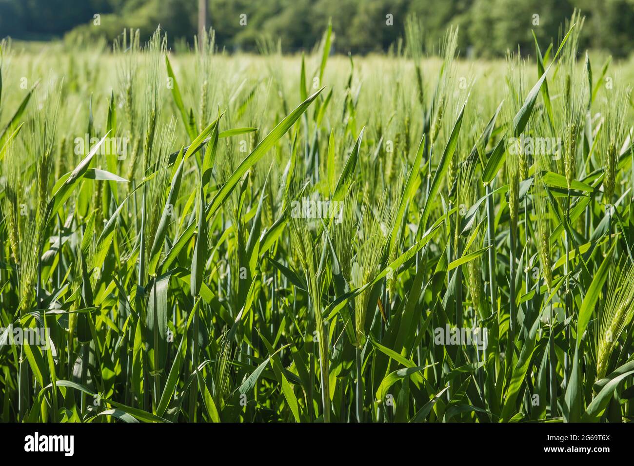 Grüne Gerstenfelder in der belgischen Landschaft Stockfoto