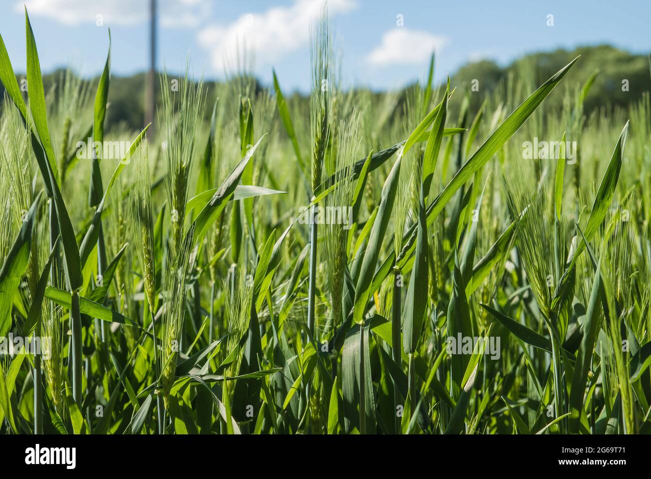 Grüne Gerstenfelder in der belgischen Landschaft Stockfoto