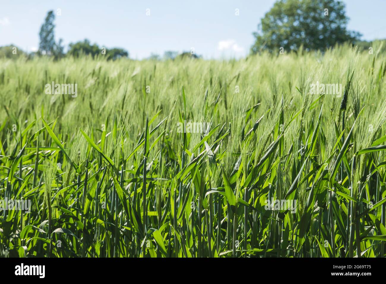 Grüne Gerstenfelder in der belgischen Landschaft Stockfoto