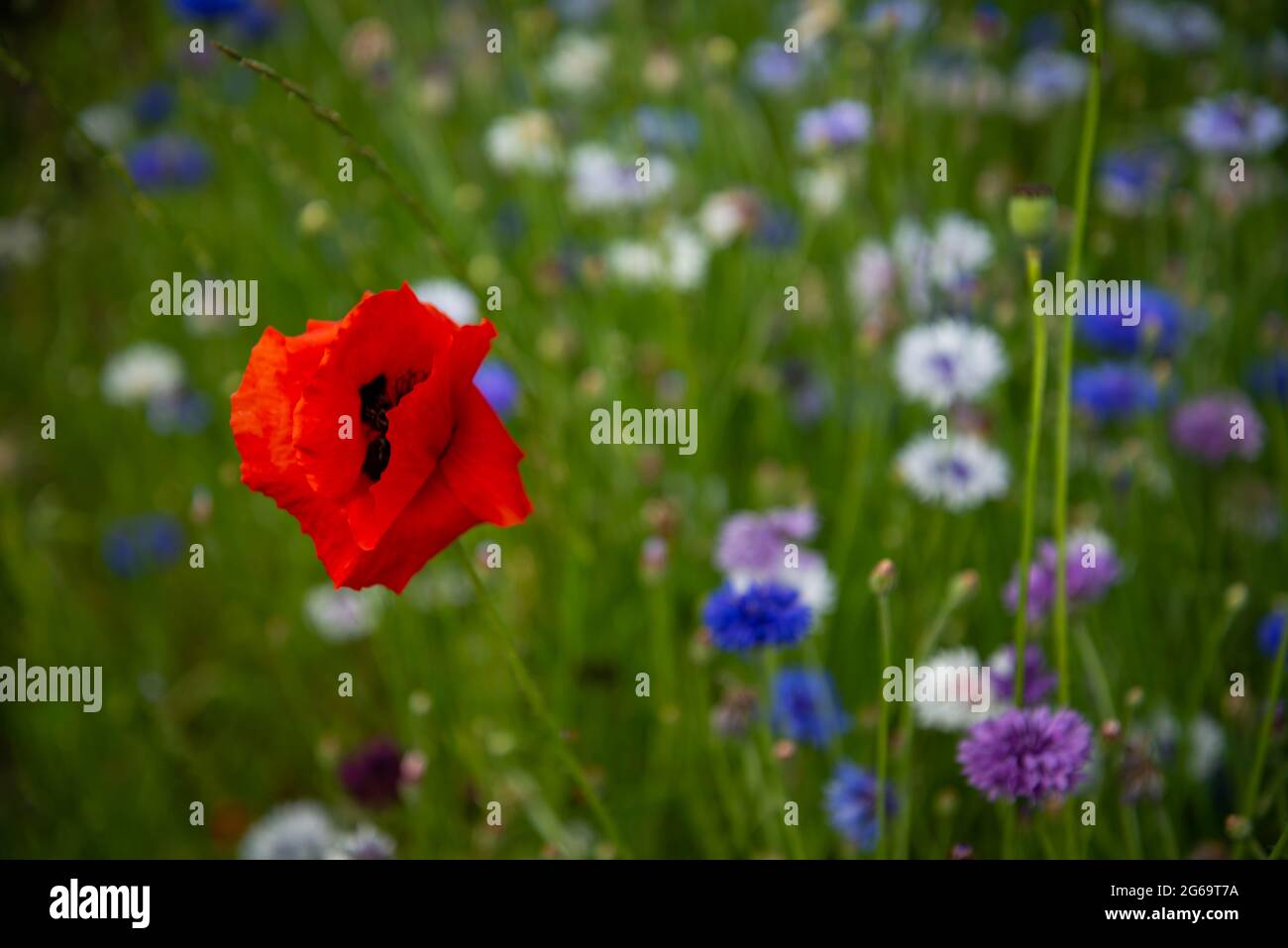 Rote Blüten von großem scharlachroten Mohn Stockfoto