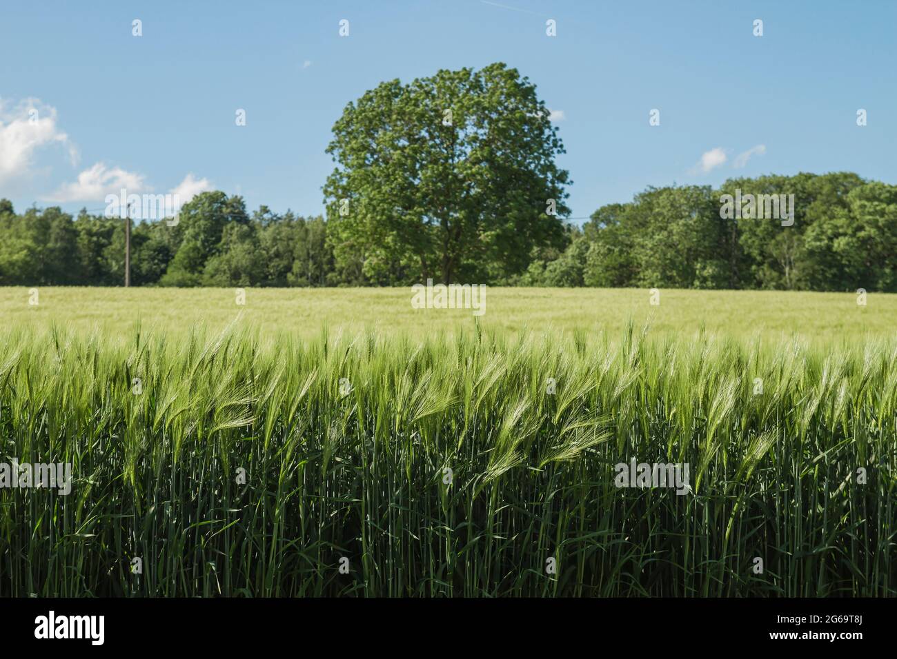Grüne Gerstenfelder in der belgischen Landschaft Stockfoto