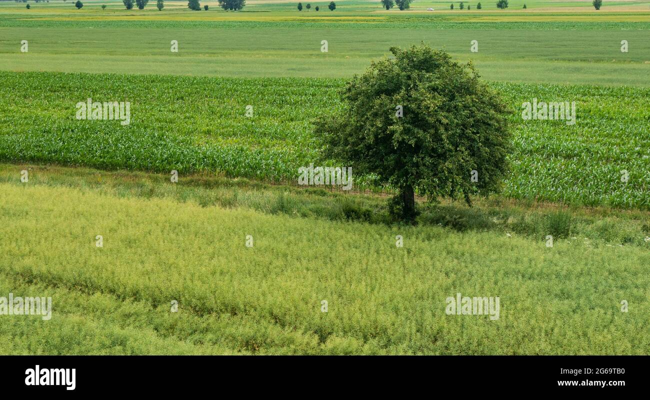 Rapsfeld mit einem einsamen Baum von oben, Woiwodschaft Podlachie, Polen, Europa Stockfoto