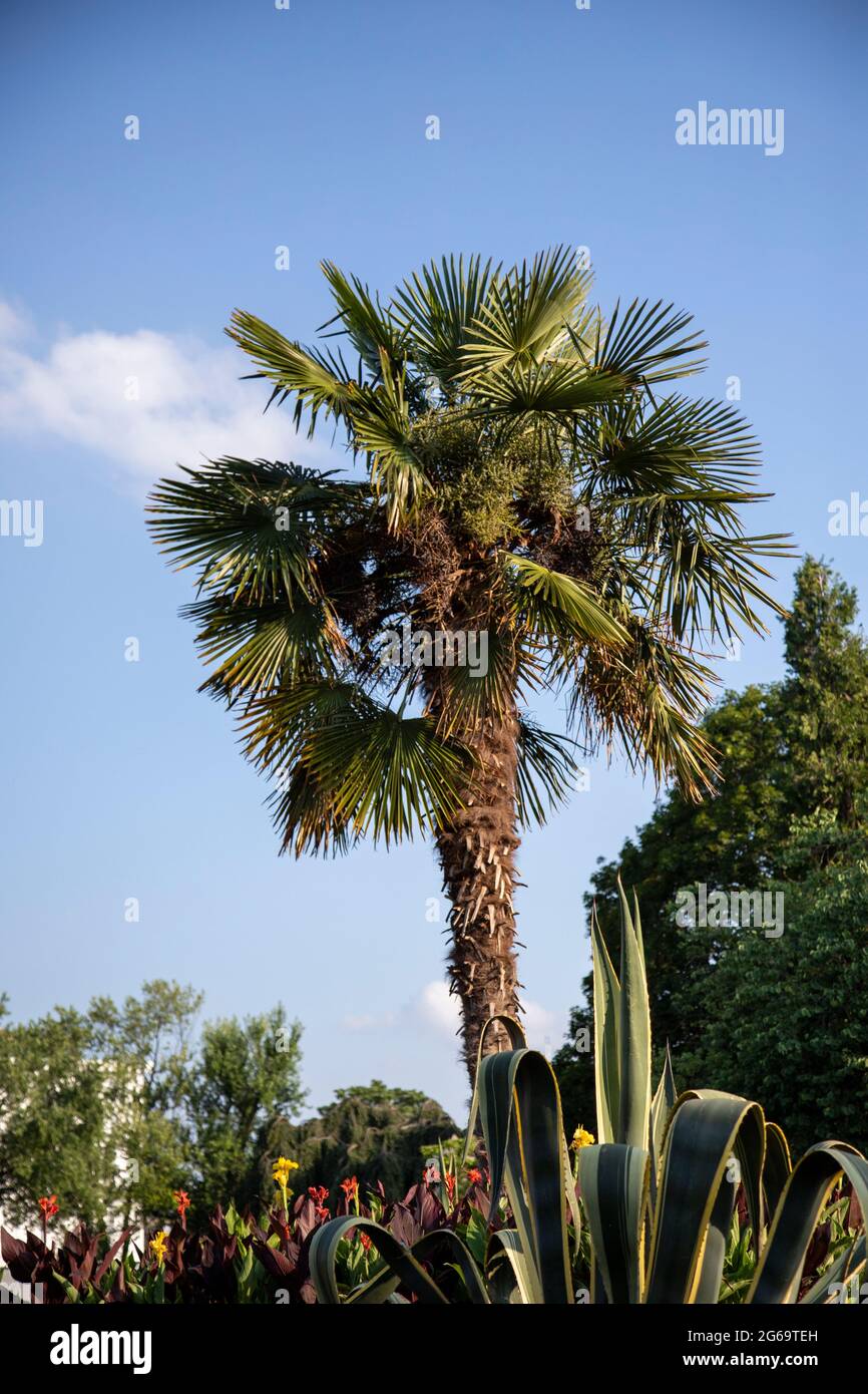 sabal palmetto, Fächerpalme umgeben von kleinen Pflanzen, blauer Himmel im Hintergrund Stockfoto