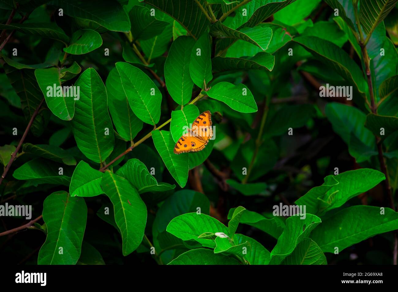 Ein schöner Schmetterling sitzt auf dem grünen Blatt. Ich habe dieses Bild am 11. August 2018 aus Dhaka, Bangladesch, Südasien aufgenommen Stockfoto