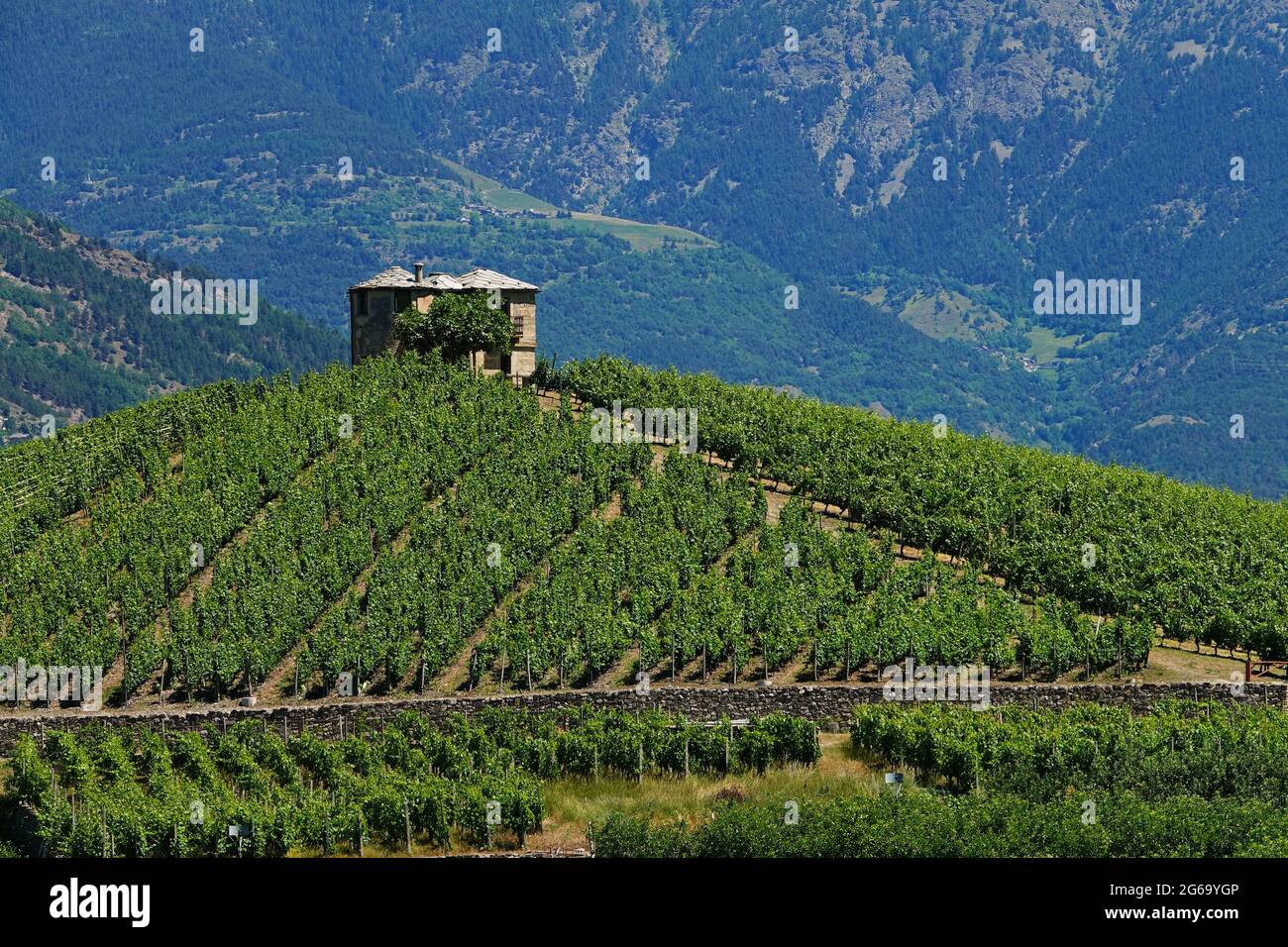 Der Weinberg 'Les Crêtes' von Aymavilles im Berggebiet des Aostatals Stockfoto