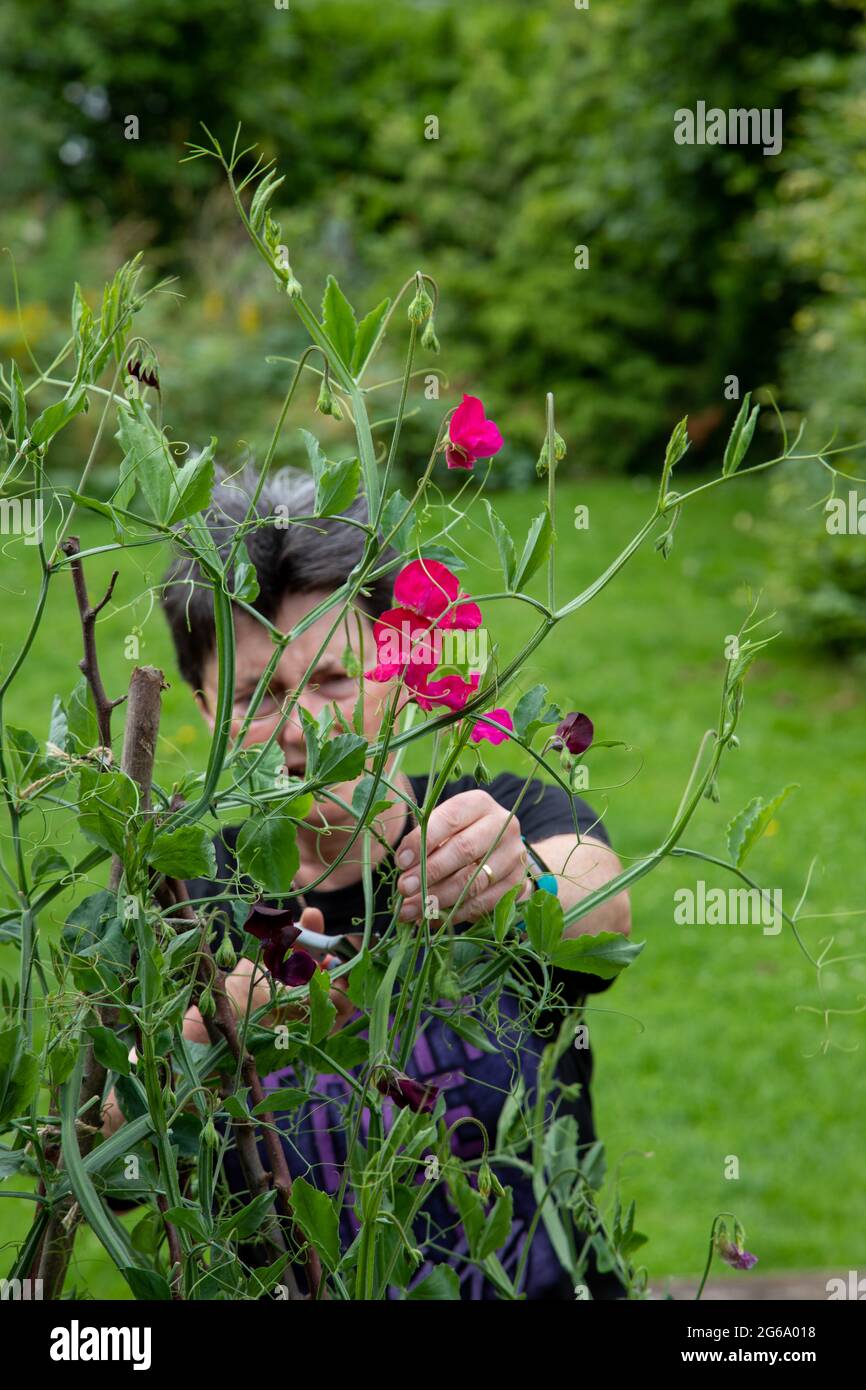 Deadheading süße Erbsen, um die Blüte zu verlängern Stockfoto