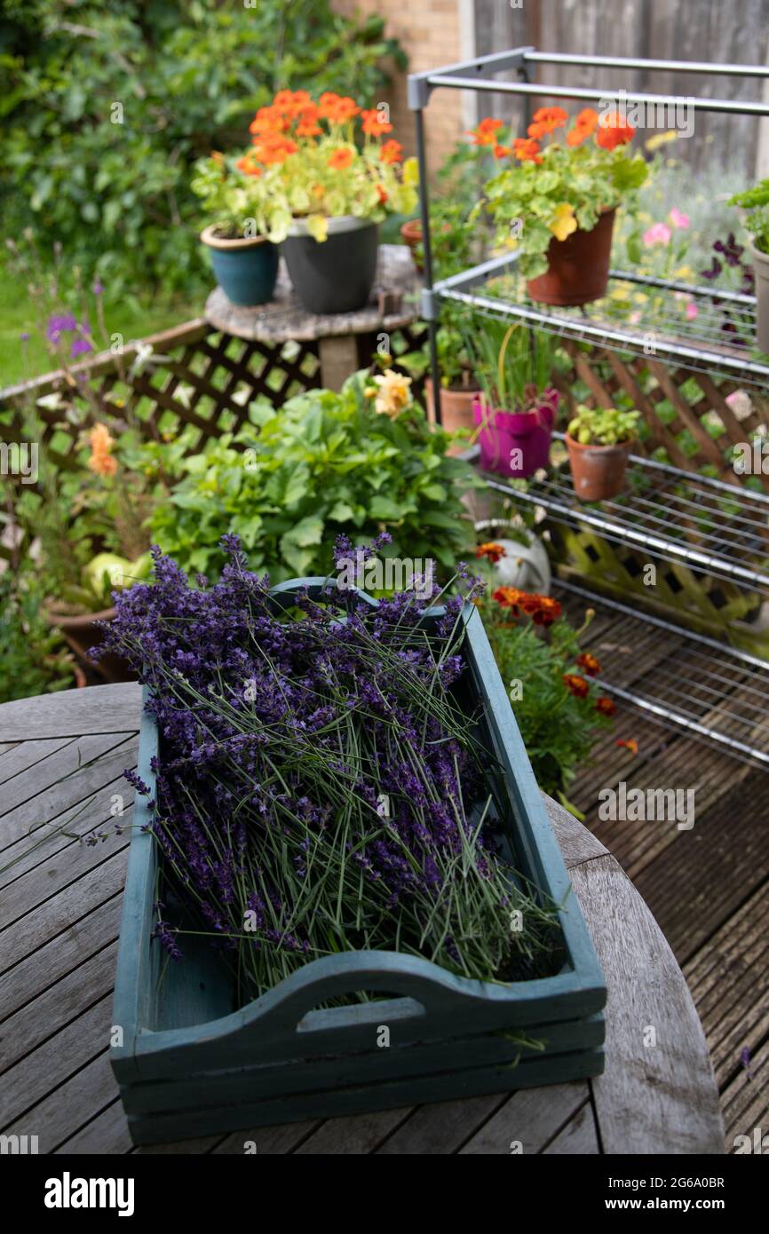 Lavendelblüten trocknen in der Sonne Stockfoto