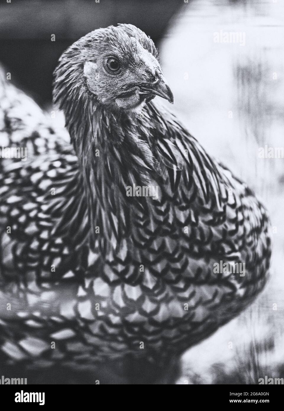 Eine Golden Laced Wyandotte (Gallus domesticus) in einem Hühnerstall Stockfoto