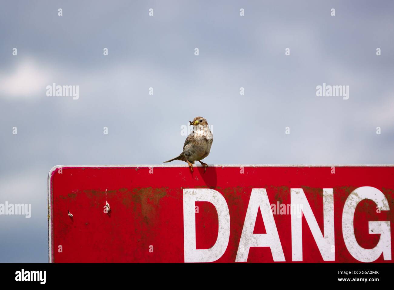 Maiskolben mit Nahrung im Schnabel hält ein Auge auf die Umgebung, die auf einem Flugplatz thront Red Danger Keep Out-Schild Stockfoto