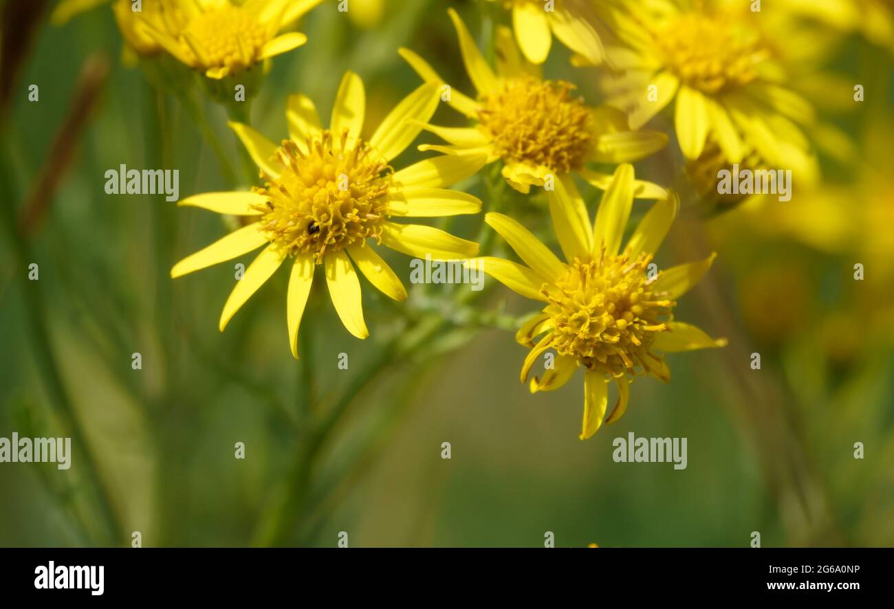 Schöne gelbe Ragwürzeblüten (Senecio jacobaea), die wild auf dem Grasland der Salisbury Plain wachsen Stockfoto
