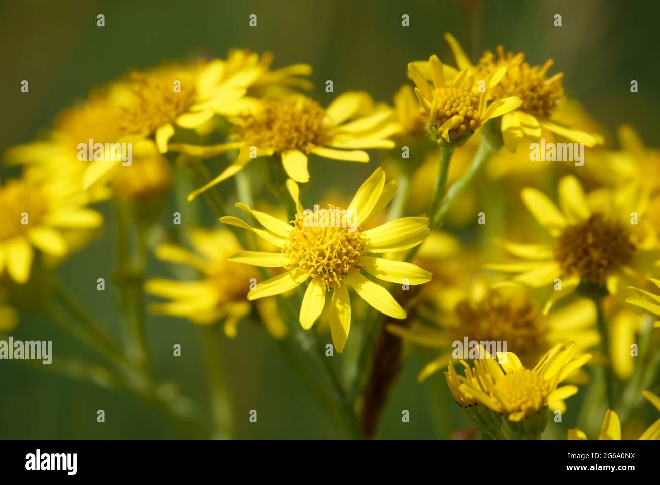 Schöne gelbe Ragwürzeblüten (Senecio jacobaea), die wild auf dem Grasland der Salisbury Plain wachsen Stockfoto