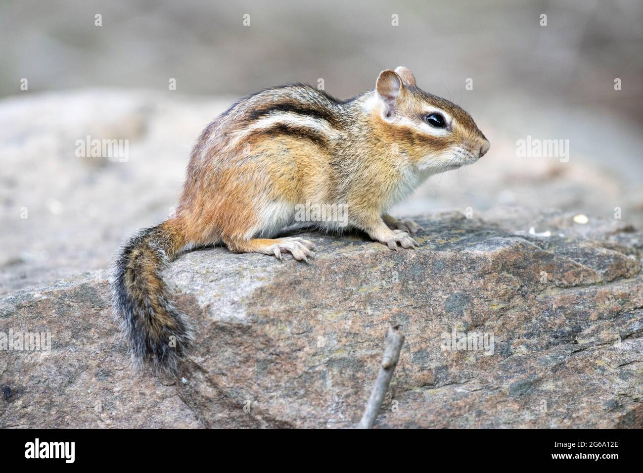 Eastern Chipmunk ( Tamias Striatus ) Sitzt Auf Dem Felsen Und Blickt Nach Vorne Stockfoto