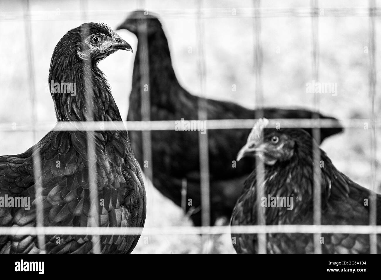 Schwarze französische Marans-Hühner und Jersey Giant Chickens (Gallus domesticus) stehen im Profil in ihrem Hinterhof-Hühnerstall. Stockfoto