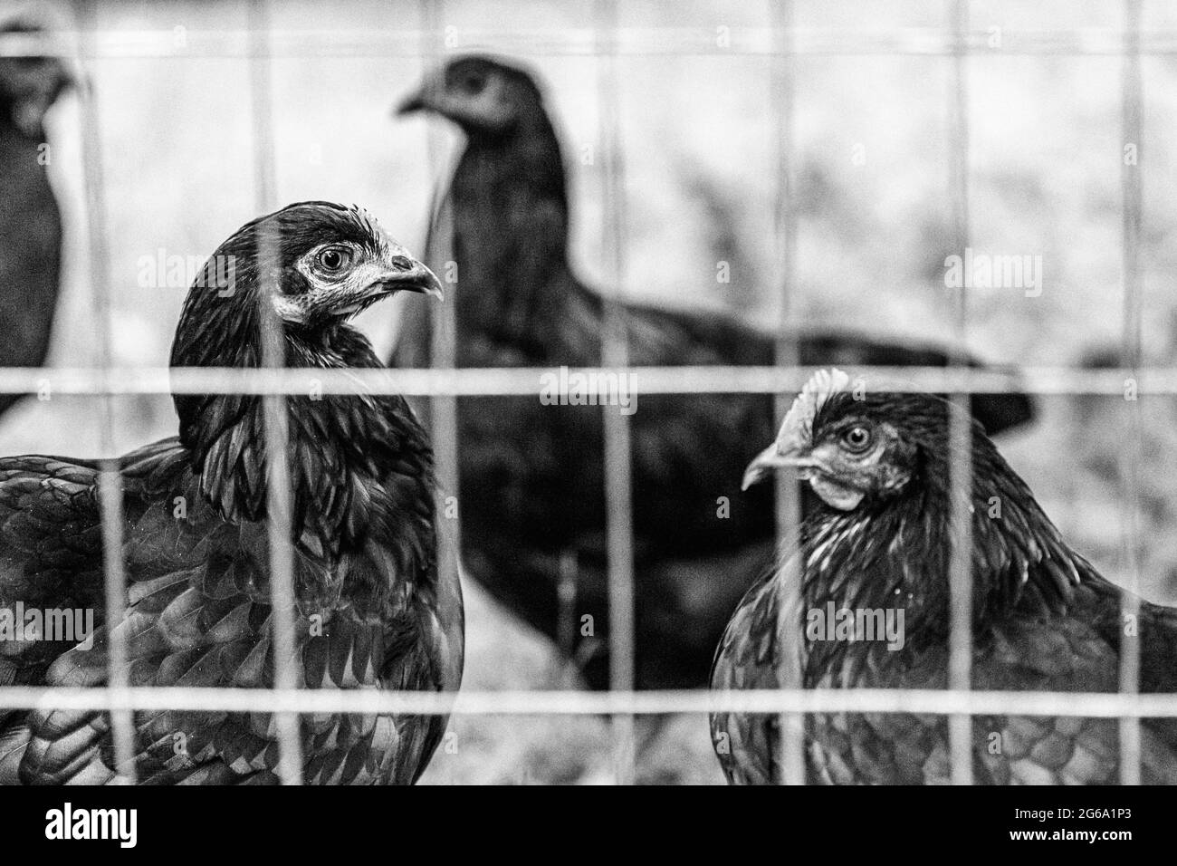 Schwarze französische Marans-Hühner und Jersey Giant Chickens (Gallus domesticus) stehen im Profil in ihrem Hinterhof-Hühnerstall. Stockfoto