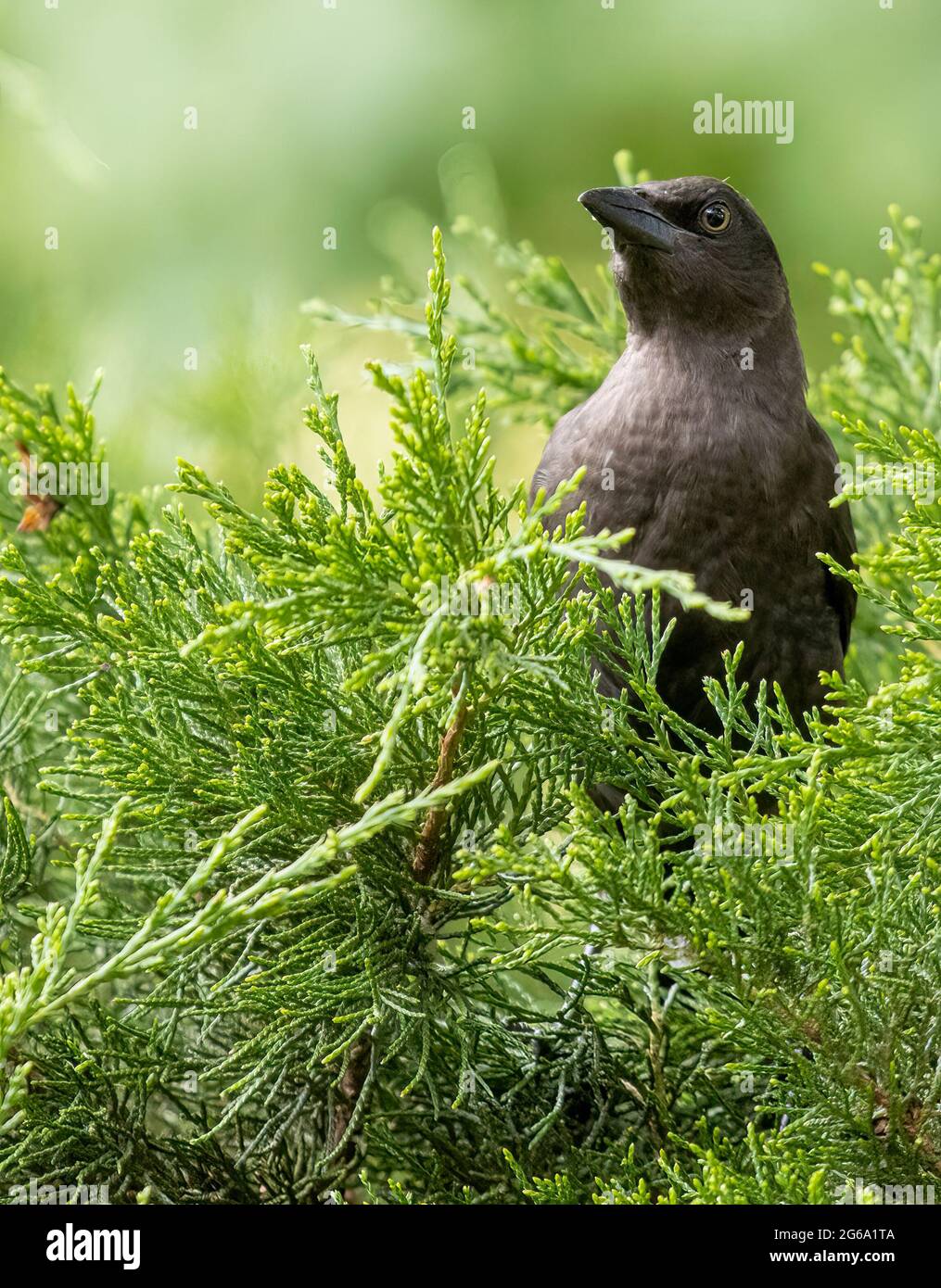 Juvenile Common Grackle ( Quiscalus quiscula ) in Bush thront Stockfoto