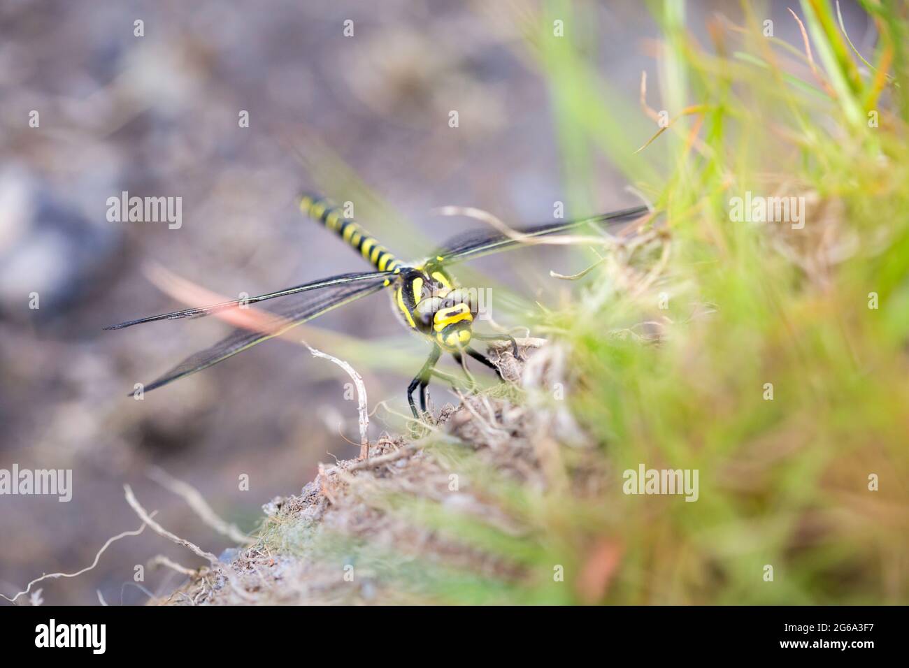 Golden Ringed-Fliege - aufgenommen bei einem Spaziergang auf dem Northumberland-Abschnitt des Pennine Way an einem sonnigen Tag im Juni Stockfoto