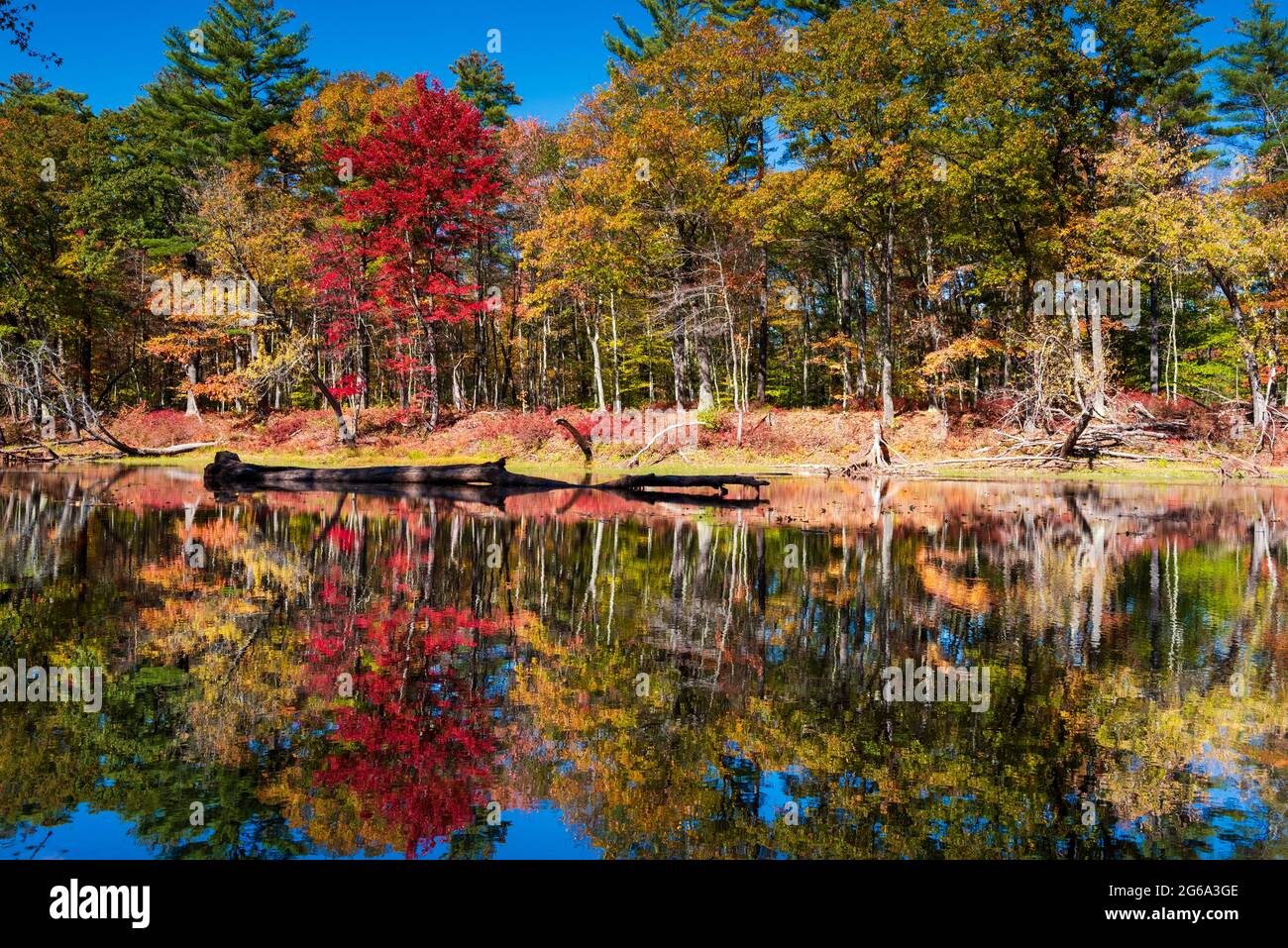 Herbstfarbspiegelung auf dem Saco-Fluss Stockfoto