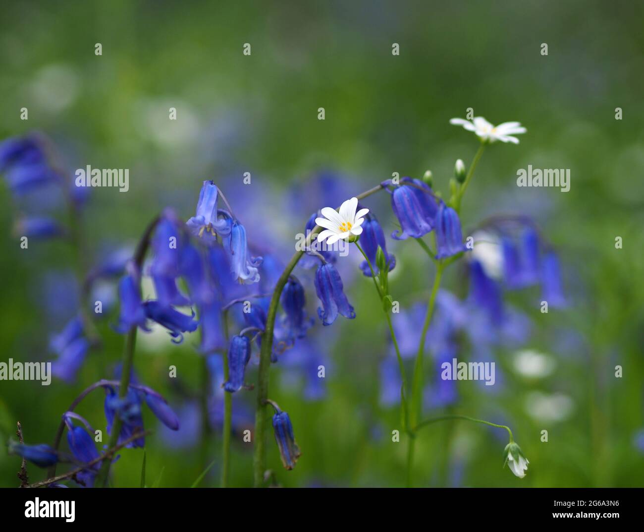 Atemberaubende Aussicht auf englische Bluebells und wilde Gänseblümchen in englischen Wäldern in Milton Keynes, Großbritannien Stockfoto