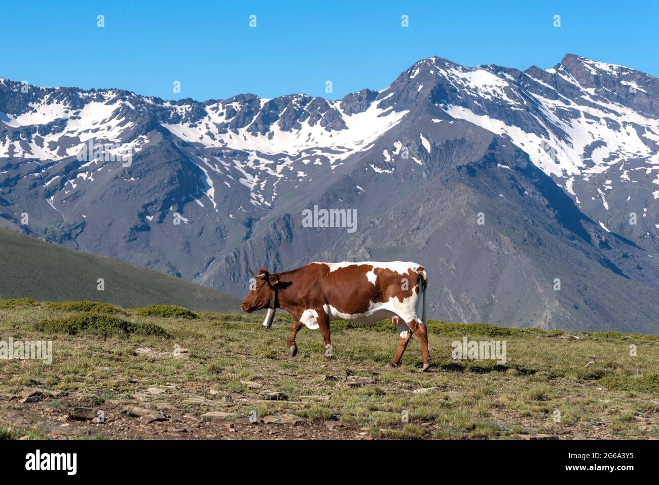 Kuh mit einer Kuhglocke auf den Gipfeln der Sierra Nevada in Granada. Stockfoto