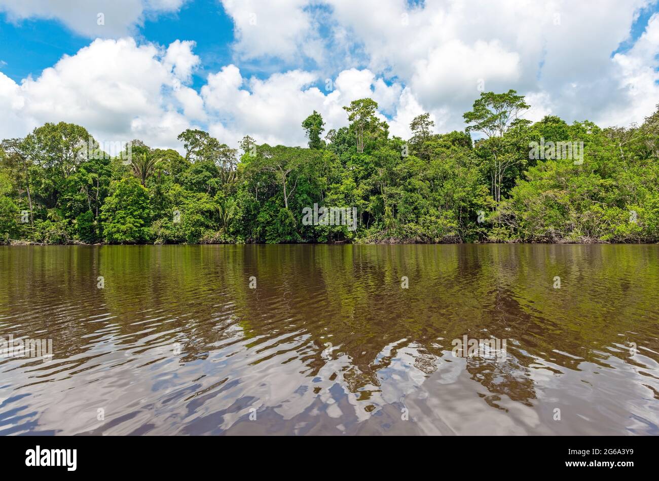 Amazonas-Fluss Regenwaldreflektion. Das Amazonasbecken umfasst die Länder Brasilien, Bolivien, Kolumbien, Ecuador, Guyana, Surinam, Peru, Venezuela. Stockfoto