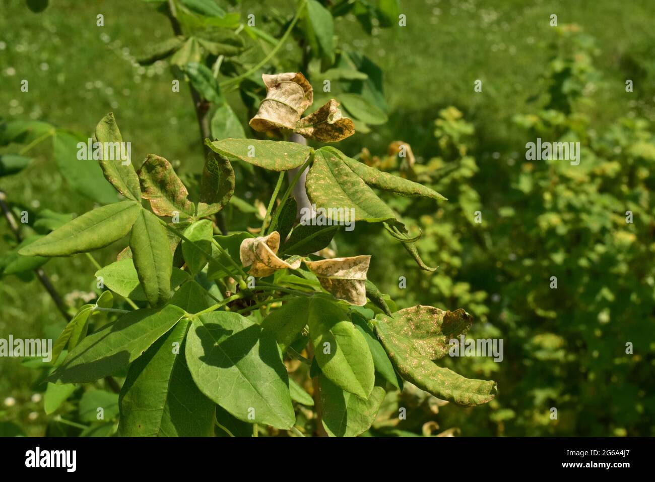 Goldbaum mit einer Krankheit auf den Blättern Stockfoto