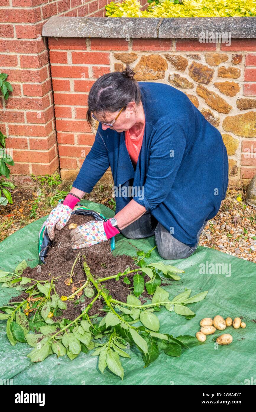 Frau erntet Charlotte-Kartoffeln aus einer Pflanze, die in einem Behälter  angebaut wird - einem alten Plastiksack Stockfotografie - Alamy