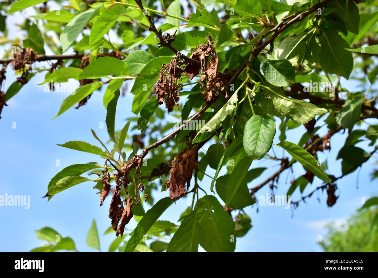 Kirschbaum mit einer Krankheit auf den Blättern Stockfoto