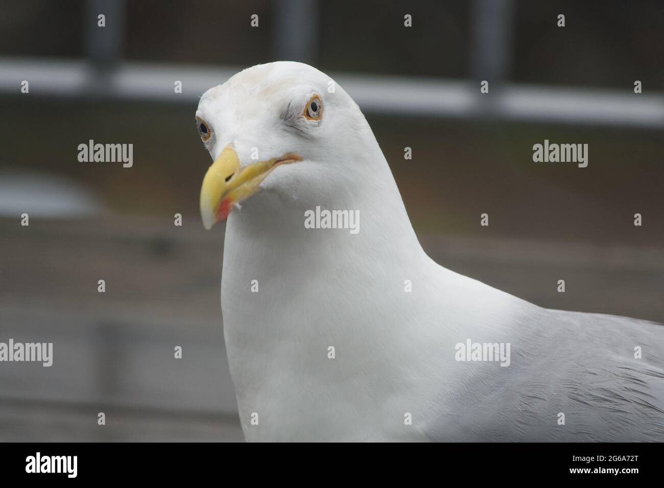 Silbermöwe hautnah Stockfoto