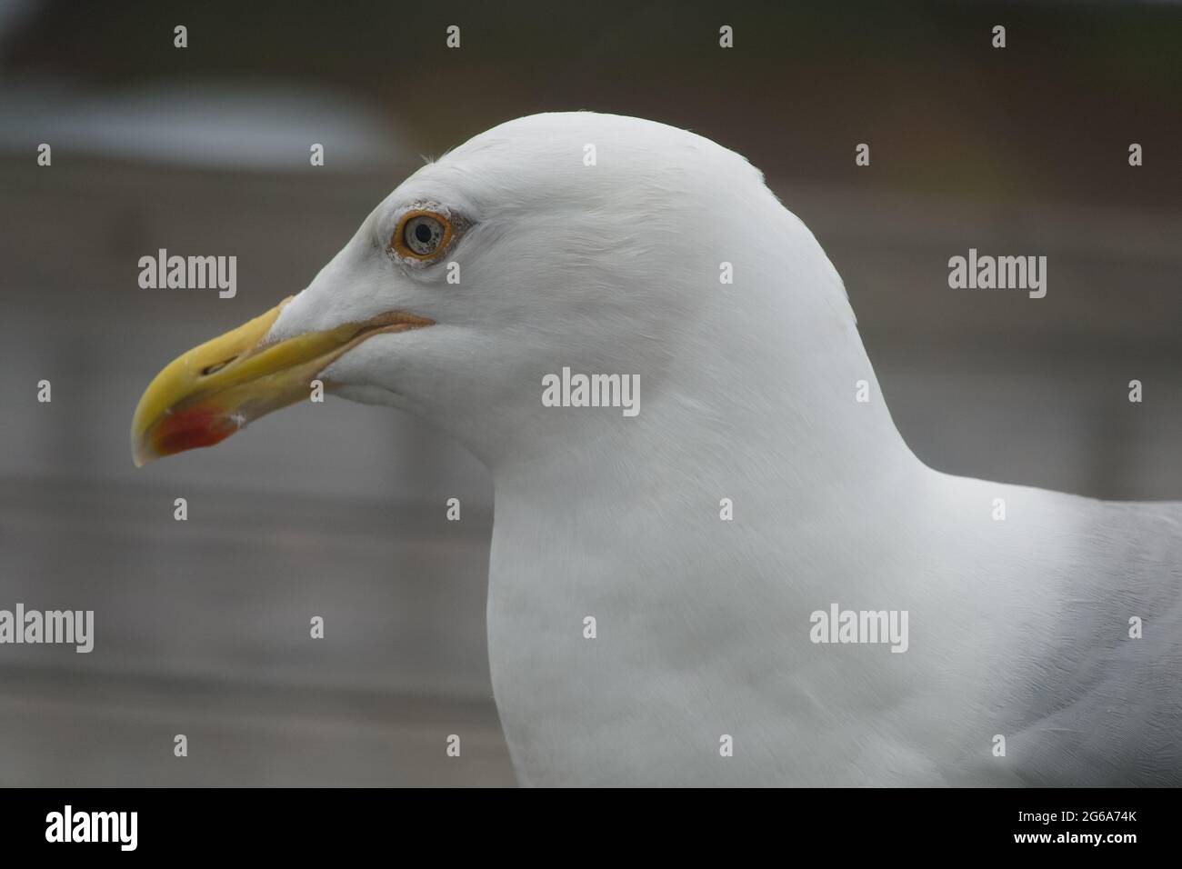 Silbermöwe hautnah Stockfoto
