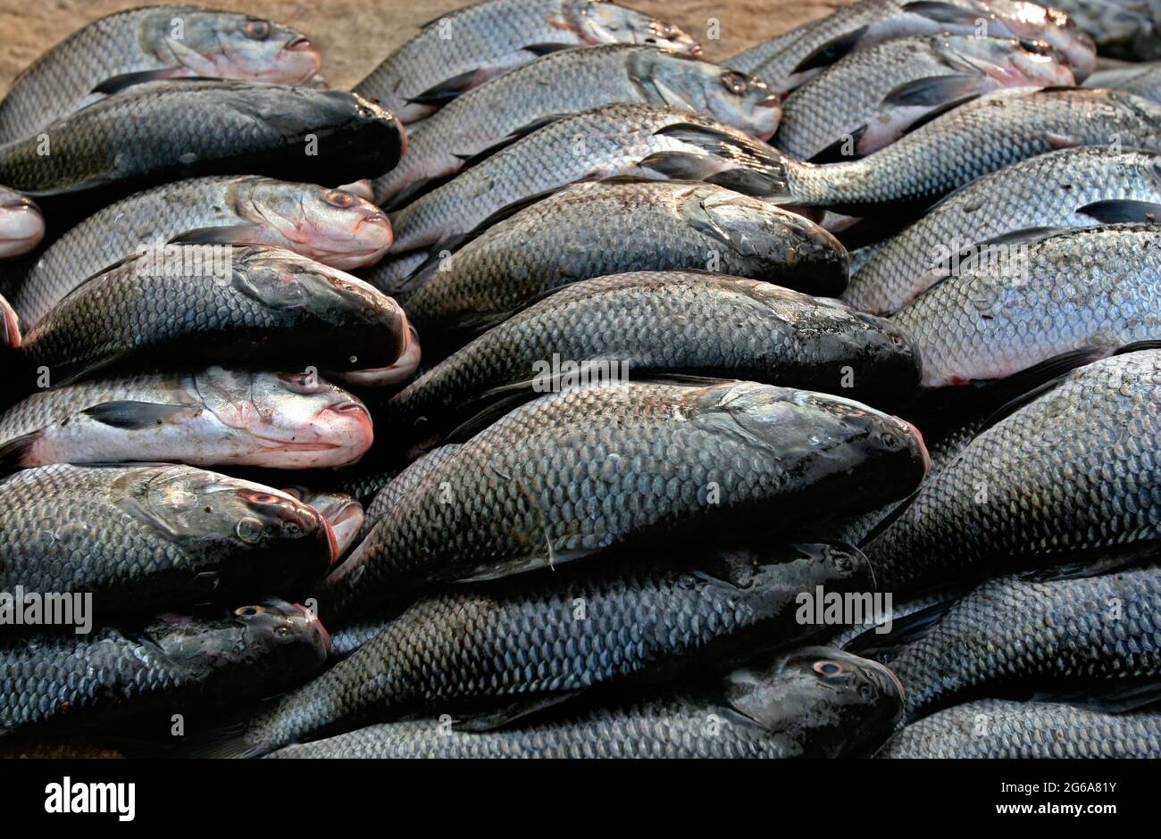 Verschiedene Catla-Fische (Catla Catla) bei Shawari Ghat, dem größten Fischgroßmarkt in Dhaka, Bangladesch. 31. Dezember 2007. Stockfoto