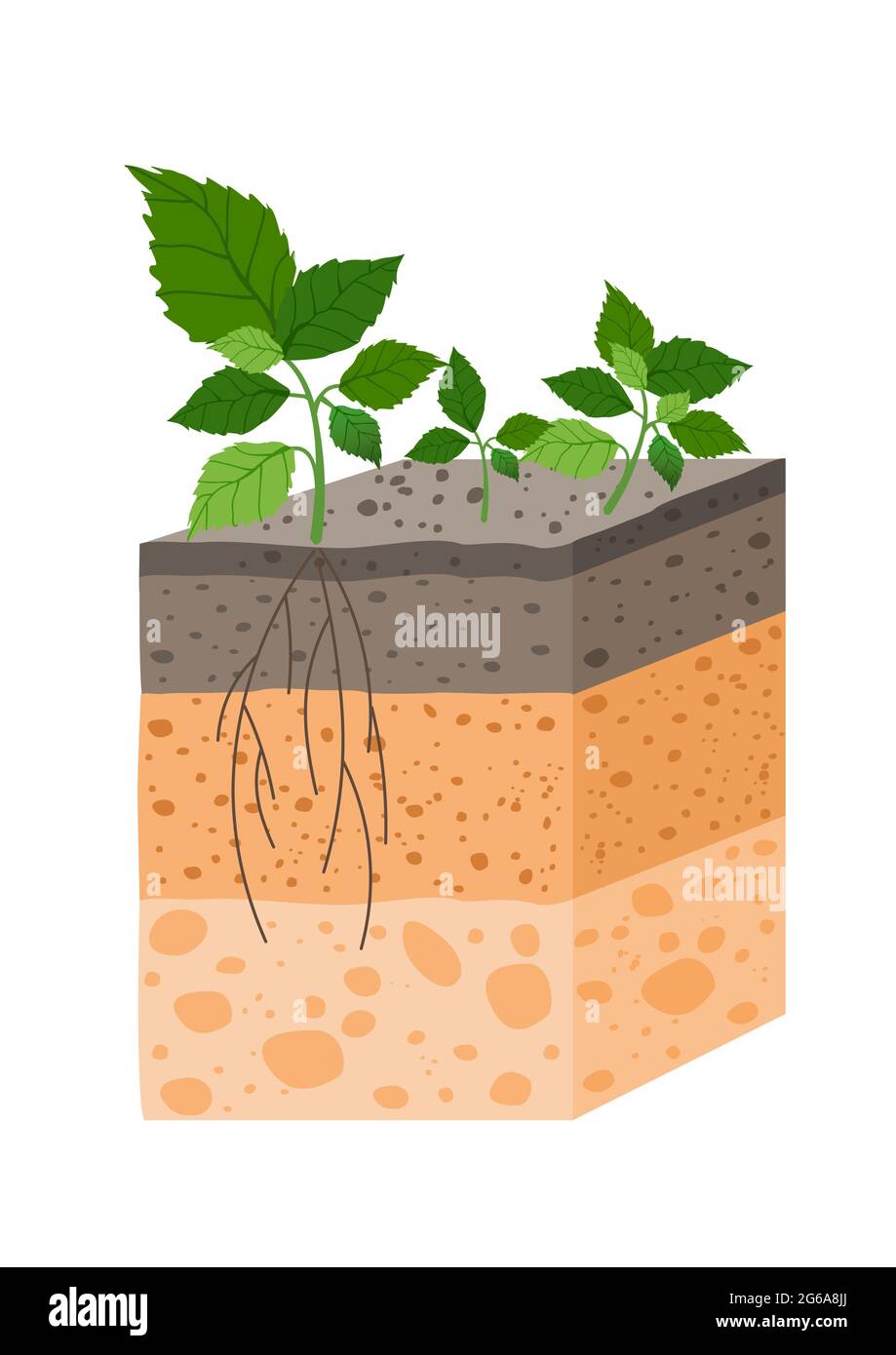 Vektor-Illustration Bodenprofil mit Pflanze, Rasse von Bodenhorizonten. Stück Land mit Pflanzen und Wurzeln in flacher Form. Stock Vektor