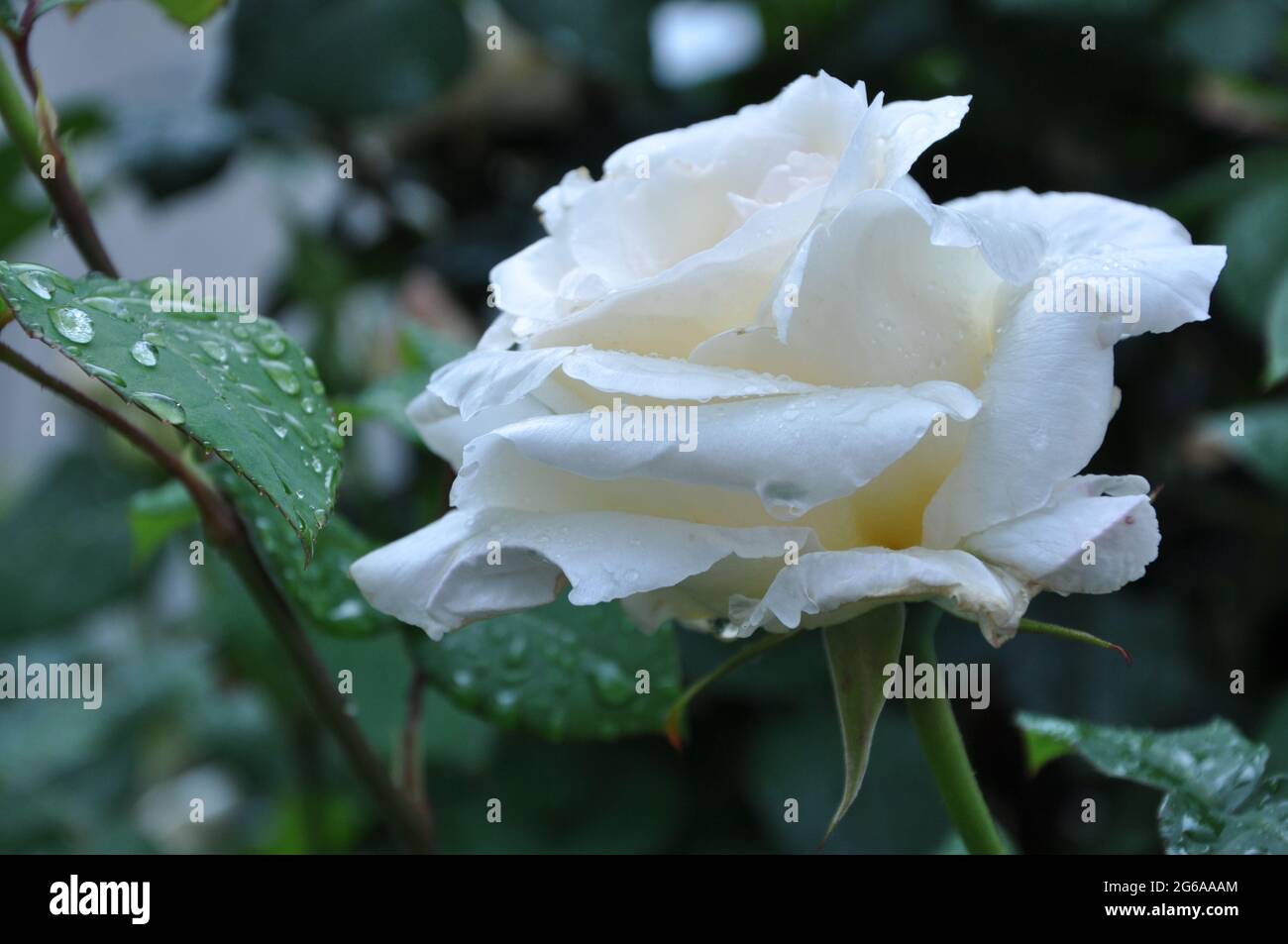 Nasse weiße Rose. Eine weiße Rose, die immer noch nass ist mit Regentropfen. Nasser weißer Rosenhintergrund. Makro Stockfoto