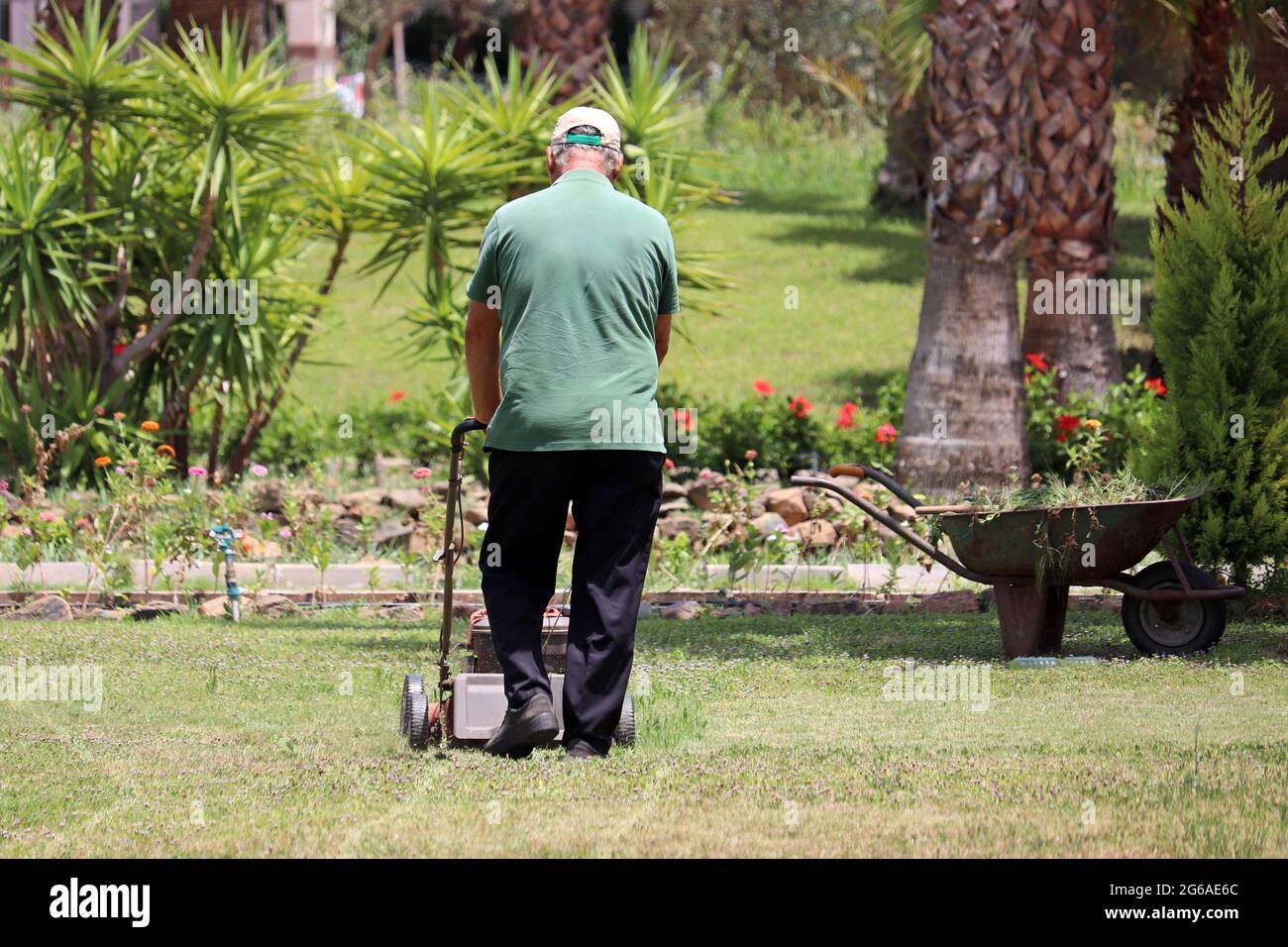 Gärtner mäht das Gras mit Rasenmäher im Park mit Palmen. Verbesserung des tropischen Parks an sonnigen Tagen Stockfoto