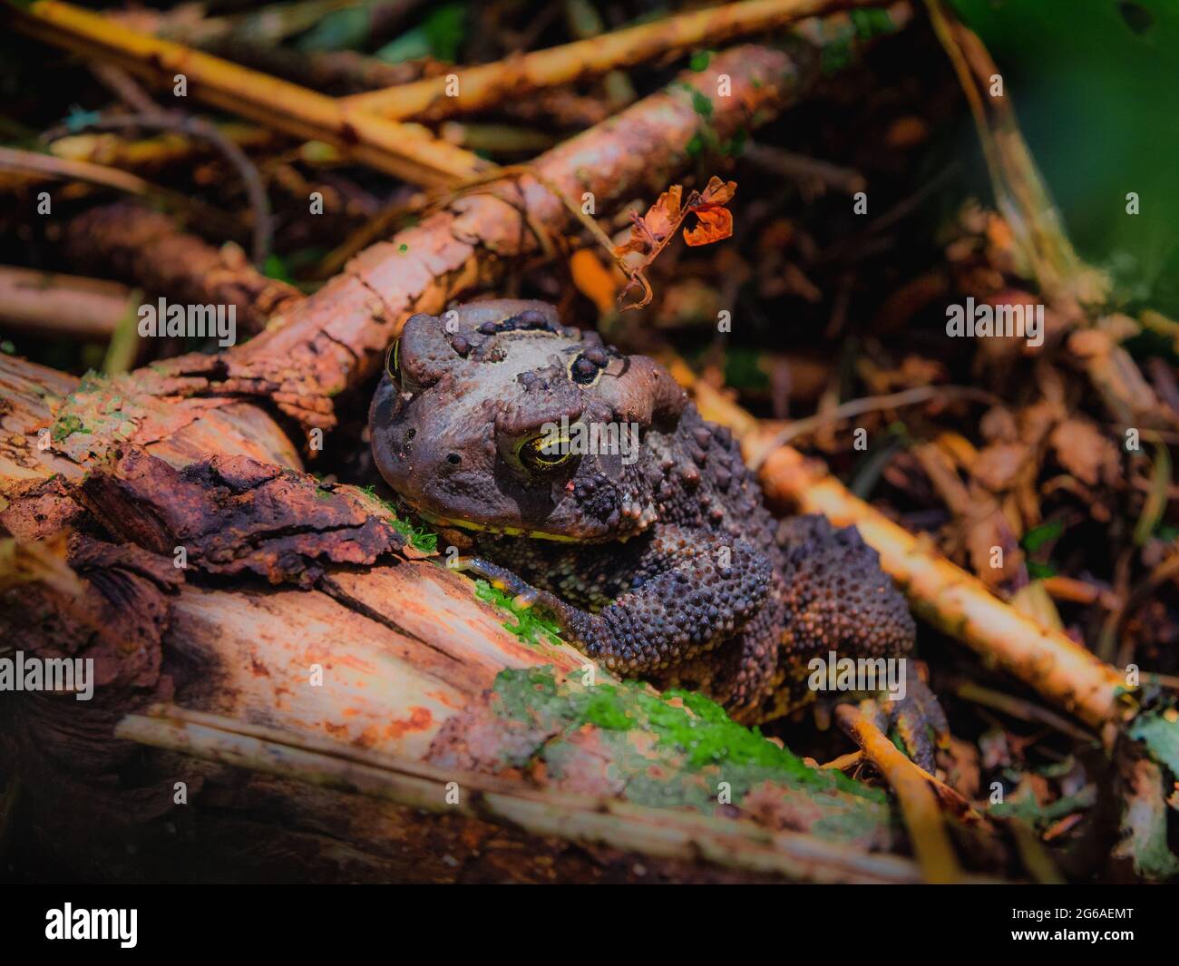 Ein grauer und brauner Frosch, der sich hinter totem Holz auf einem bewaldeten Berg versteckt. Stockfoto
