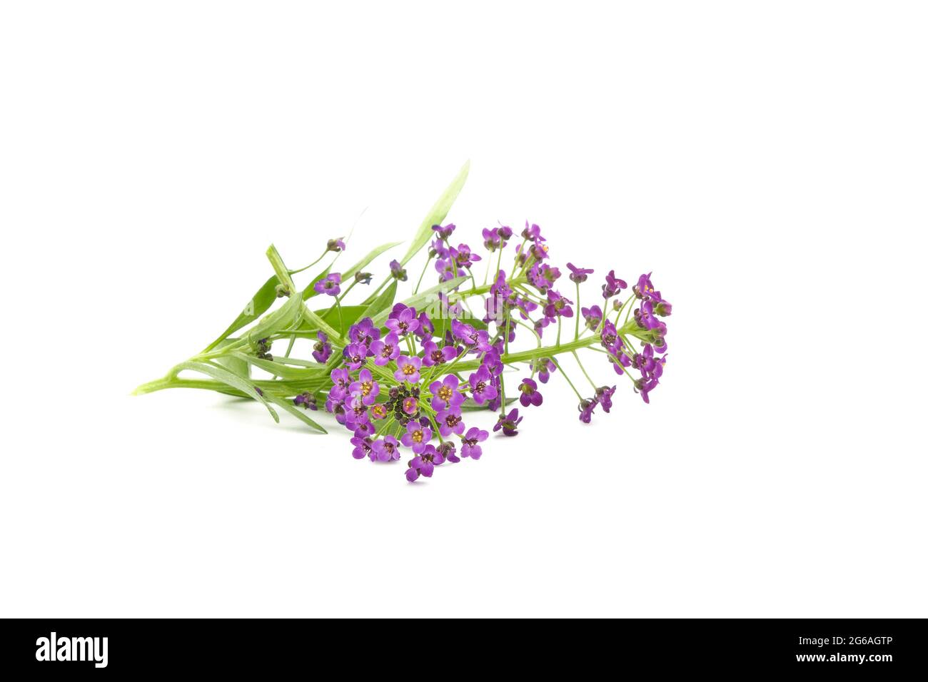 Zweige von Sweet Alyssum, Lobularia maritime, fotografiert auf weißem Hintergrund. Stockfoto