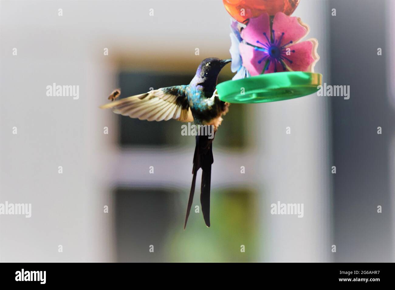 beija-Flor-tesoura Stockfoto