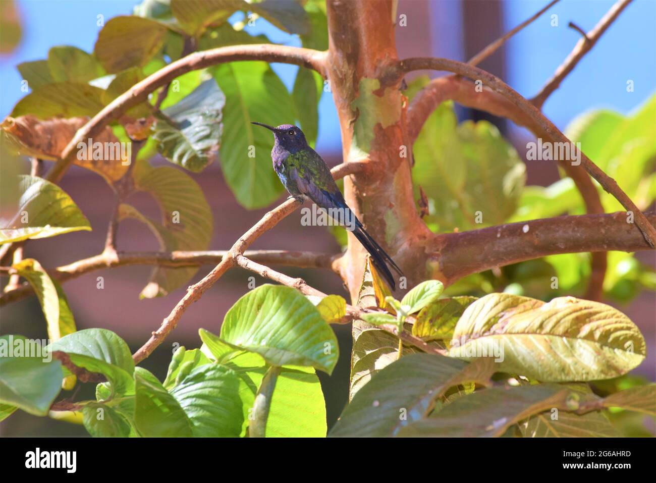 beija-Flor-tesoura Stockfoto
