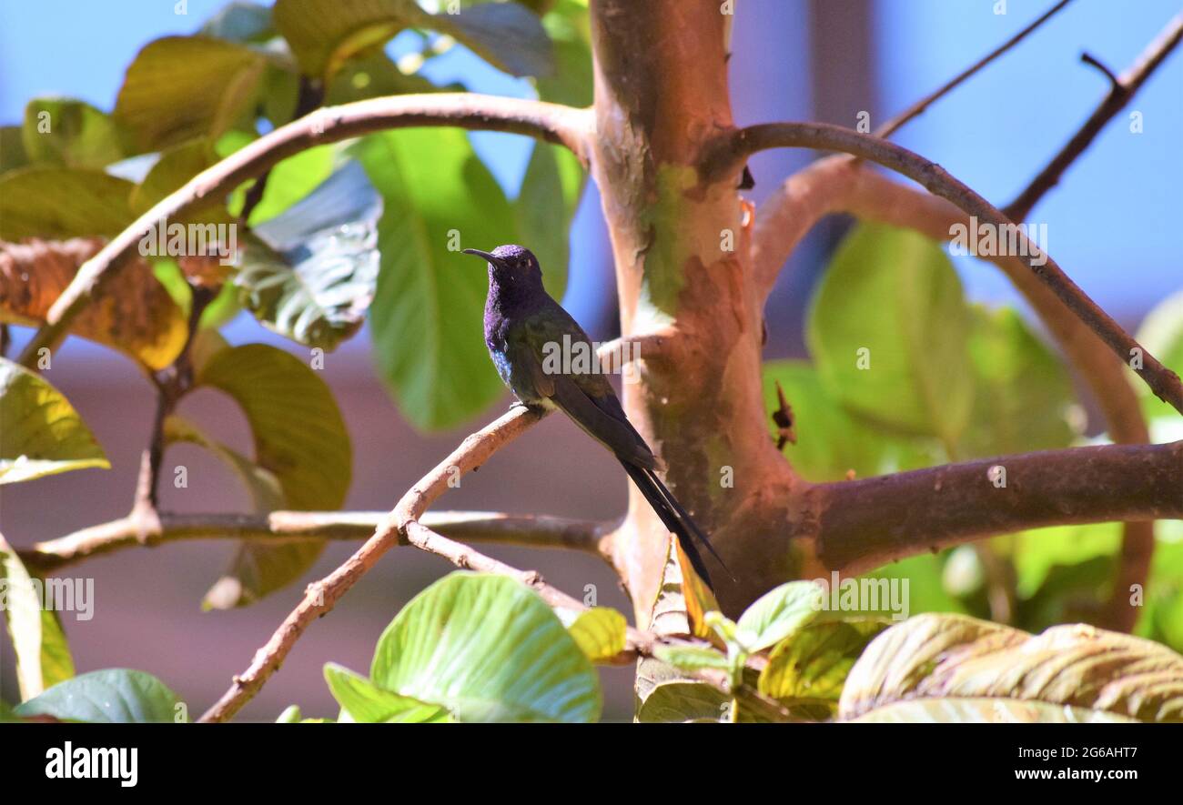 beija-Flor-tesoura Stockfoto