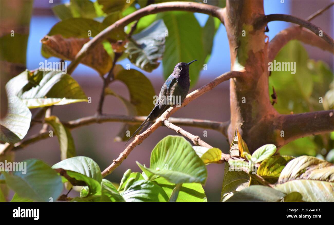 beija-Flor-tesoura Stockfoto