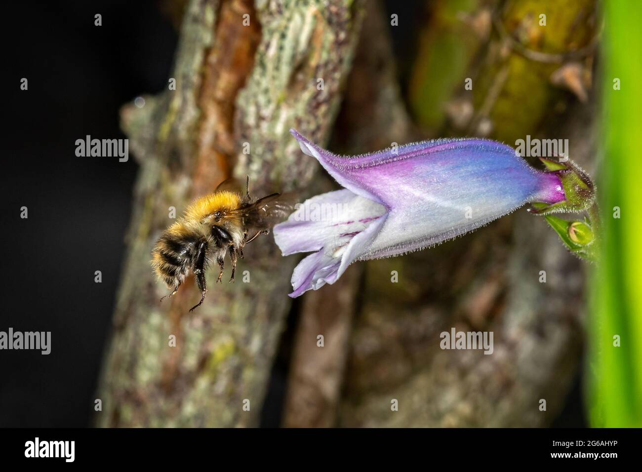 Nahaufnahme von Hummeln, die in den glockenförmigen Blütenkopf fliegen, um Pollen zu sammeln Stockfoto