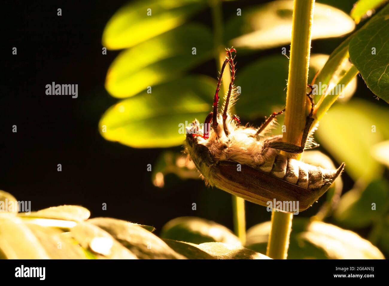 Kann Käfer auf dem Stamm Nahaufnahme. Speicherplatz kopieren Stockfoto