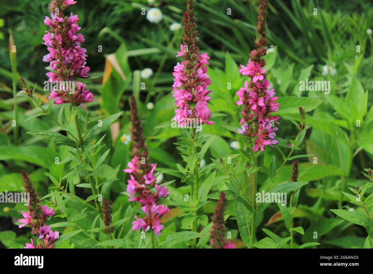 Kleine Glockenblumen in Lila Stockfoto