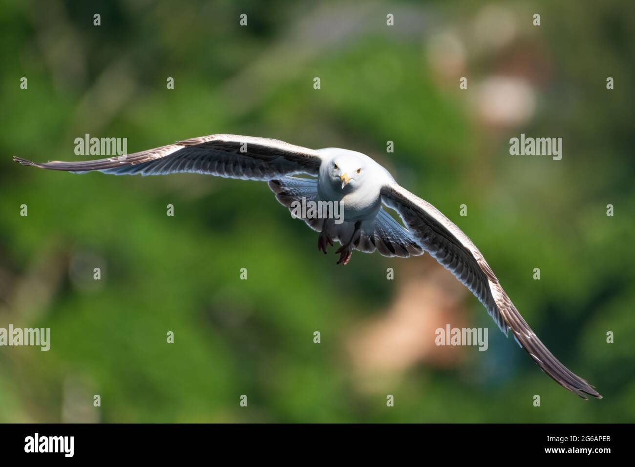 Jungtiere Heringsmöwe, Larus argentatus im Flug vor einem verschwommenen grünen Hintergrund oder Bokeh, England, Großbritannien Stockfoto