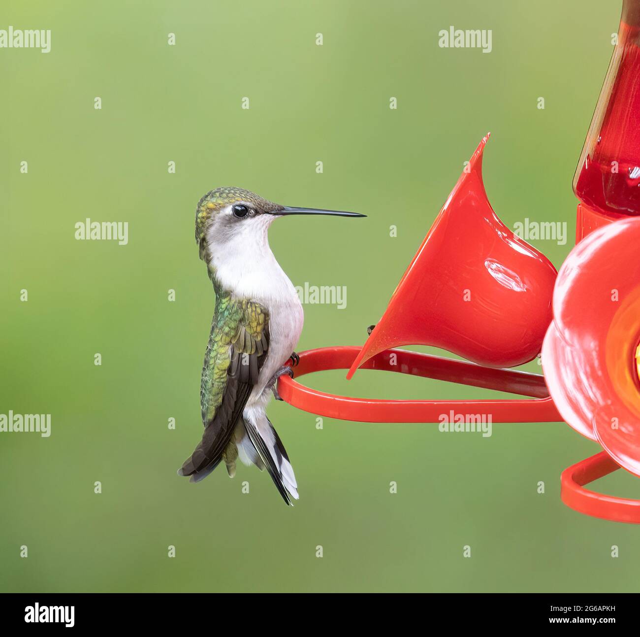 Weibliche Rubinkehlige Kolibri ( Archilochus colubris ) im Vogelfutterhaus Stockfoto